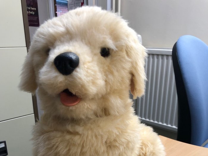 Sandy the therapy dog