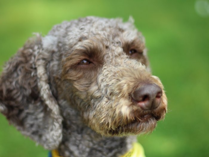 Laika the therapy dog